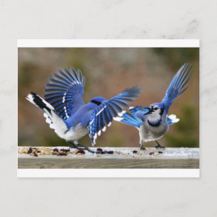 Carte Postale Blue Jays