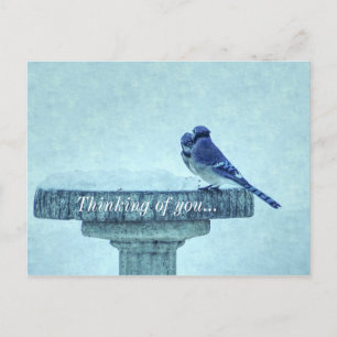 Carte Postale Blue Jays Winter Nourriture Paintéralement Penser