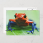 Carte Postale Blue Jean Frog (Devant / Derrière)