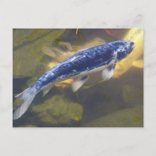 Carte postale Blue koi