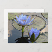 Carte Postale Blue Lotus Duet (Devant / Derrière)