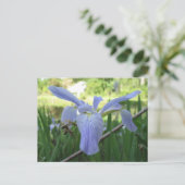 Carte Postale Blue Louisiana Iris (Debout devant)
