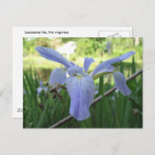 Carte Postale Blue Louisiana Iris (Devant / Derrière)