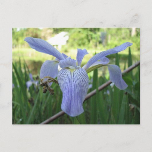 Carte Postale Blue Louisiana Iris (Devant)