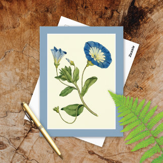 Carte Postale Blue Morning Glory Vine Illustration Postcard