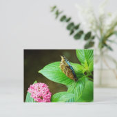 Carte postale Blue Morpho 143 (Debout devant)