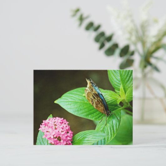 Carte postale Blue Morpho 143 (Debout devant)