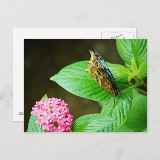 Carte postale Blue Morpho 143 (Devant / Derrière)