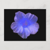 Carte postale Blue Nasturtium Flower (Devant)