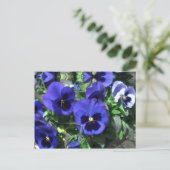 Carte postale Blue Pansies 2013 (Debout devant)