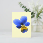 Carte postale Blue Pansy (Debout devant)