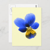 Carte postale Blue Pansy (Devant / Derrière)