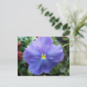 Carte postale Blue Pansy (Debout devant)