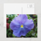 Carte postale Blue Pansy (Devant / Derrière)