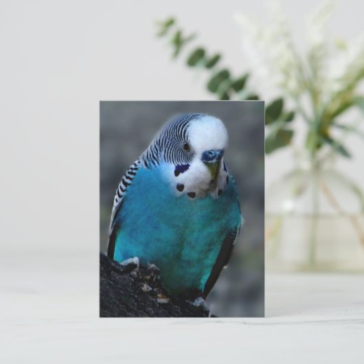 Carte postale Blue Parakee (Debout devant)