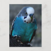 Carte postale Blue Parakee (Devant)