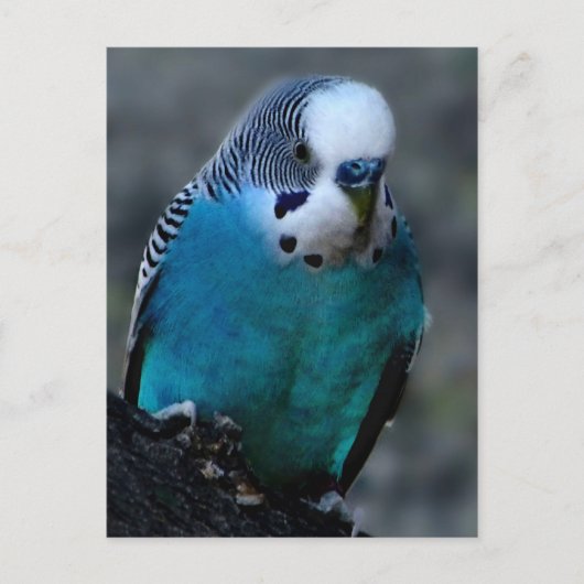 Carte postale Blue Parakee (Devant)