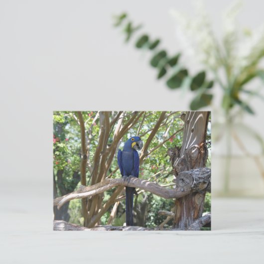 Carte postale Blue Parrot (Debout devant)