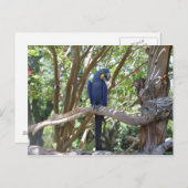 Carte postale Blue Parrot (Devant / Derrière)