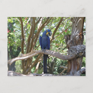 Carte postale Blue Parrot