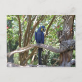 Carte postale Blue Parrot (Devant)