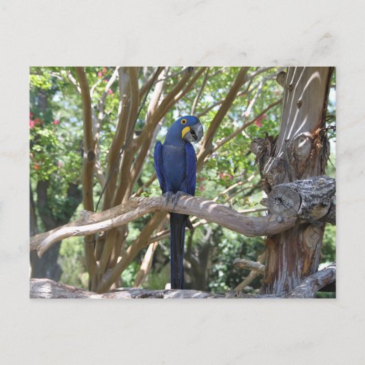 Carte postale Blue Parrot (Devant)