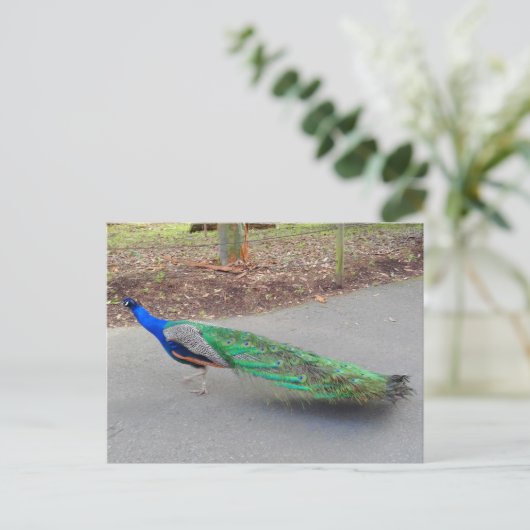 Carte postale Blue Peacock #2 (Debout devant)