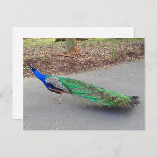 Carte postale Blue Peacock #2 (Devant / Derrière)