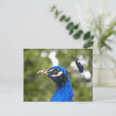 Carte postale Blue Peacock Portrait (Debout devant)