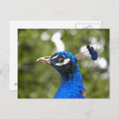 Carte postale Blue Peacock Portrait (Devant / Derrière)