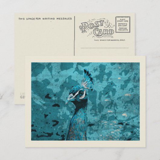 Carte Postale Blue Peacock portrait, paon mâle (Devant / Derrière)