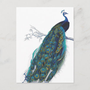 Carte Postale Blue Peacock with beautiful tail feathers