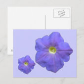 Carte postale Blue Petunias (Devant / Derrière)