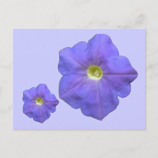 Carte postale Blue Petunias (Devant)