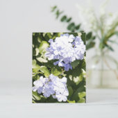 Carte postale Blue Plumbago Flower (Debout devant)