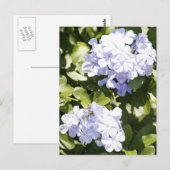 Carte postale Blue Plumbago Flower (Devant / Derrière)