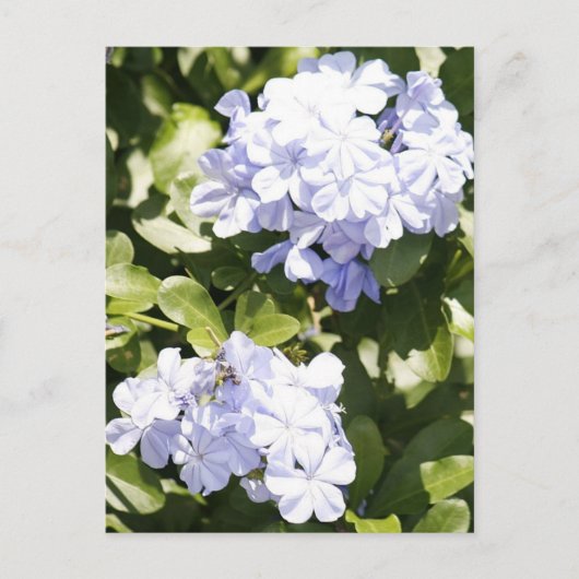 Carte postale Blue Plumbago Flower (Devant)