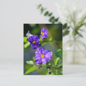 Carte postale Blue Potato Bush (Debout devant)