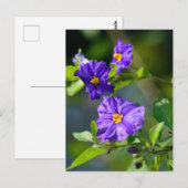 Carte postale Blue Potato Bush (Devant / Derrière)