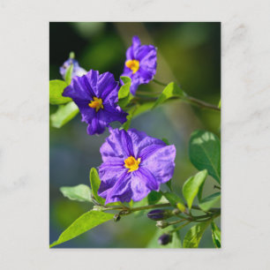 Carte postale Blue Potato Bush