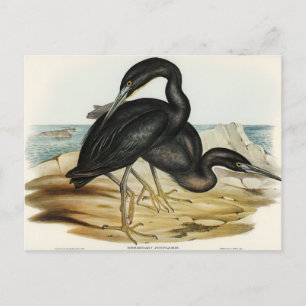 Carte Postale Blue Reef Heron par Elizabeth Gould
