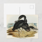 Carte Postale Blue Reef Heron par Elizabeth Gould (Devant / Derrière)