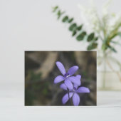 Carte postale Blue Silky Orchid (Debout devant)