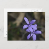 Carte postale Blue Silky Orchid (Devant / Derrière)