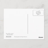 Carte postale Blue Silky Orchid (Dos)