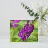 Carte postale Blue Snakeweed (Debout devant)