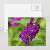 Carte postale Blue Snakeweed (Devant / Derrière)