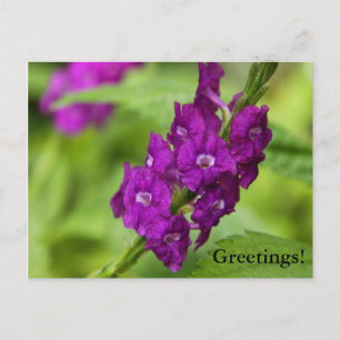 Carte postale Blue Snakeweed