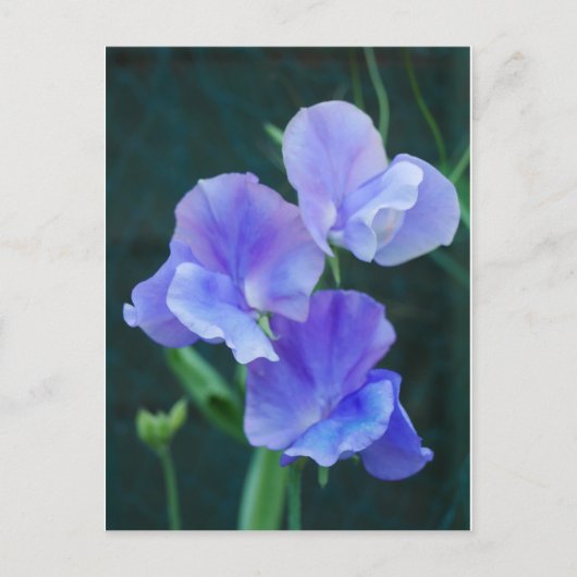 Carte postale Blue Sweet Pea Flowers (Devant)
