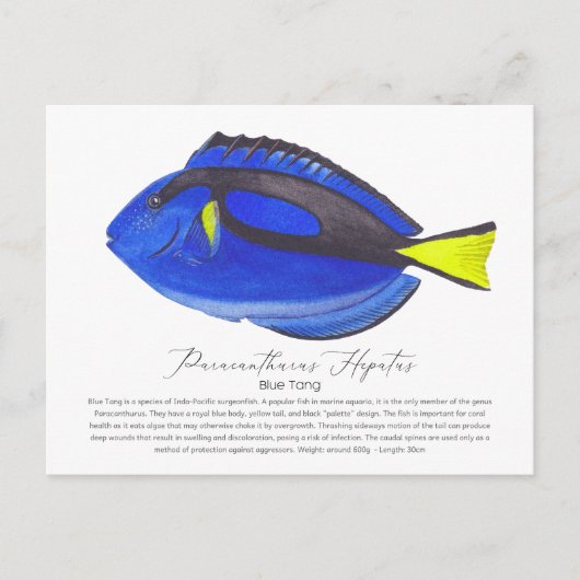 Carte postale Blue Tang Fish (Devant)